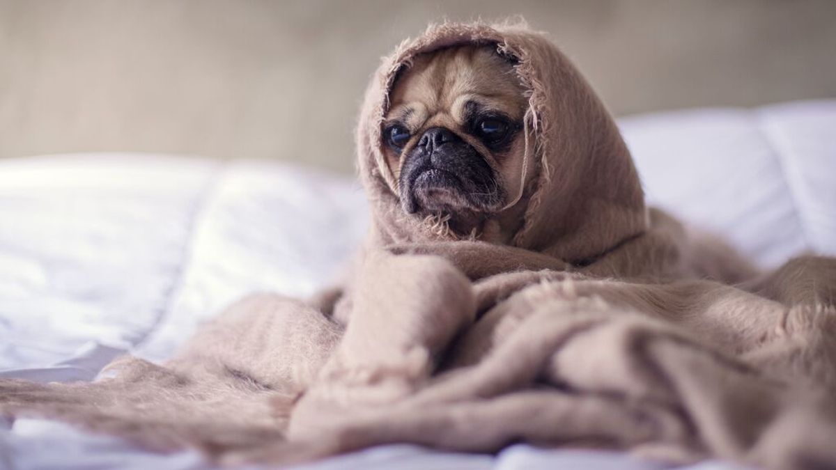 Cómo saber si tu perro tiene alergia Cómo saber si tu perro tiene alergia