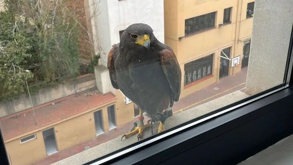 Un halconero de la Guardia Urbana captura al águila buscada en el centro de Barcelona