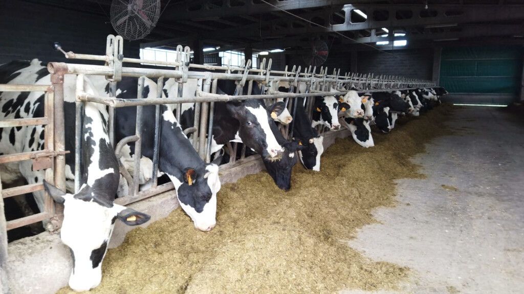 Los ganaderos gallegos advierten de que tienen que tirar la leche por la huelga del transporte