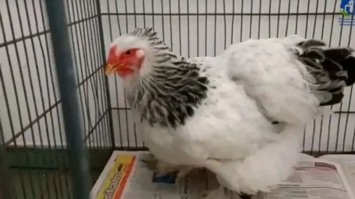 Condenan a pena de cárcel a un hombre por abuso sexual a una gallina en Paraguay