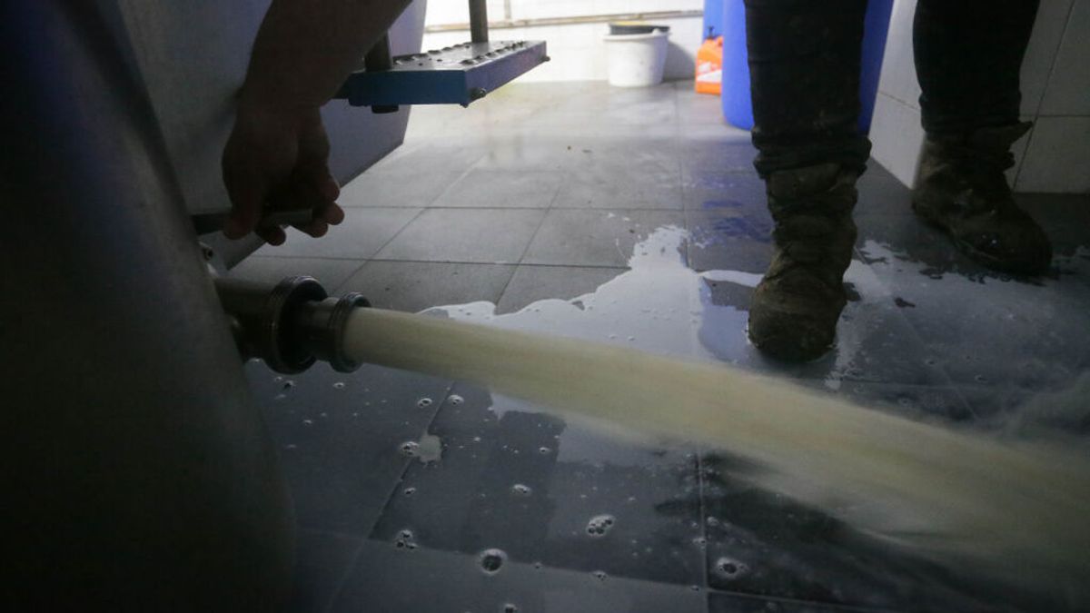 Leche Celta no asegura la recogida de leche a los ganaderos a partir de este sábado por la huelga Leche Celta no asegura la recogida de leche a los ganaderos a partir de este sábado por la huelga