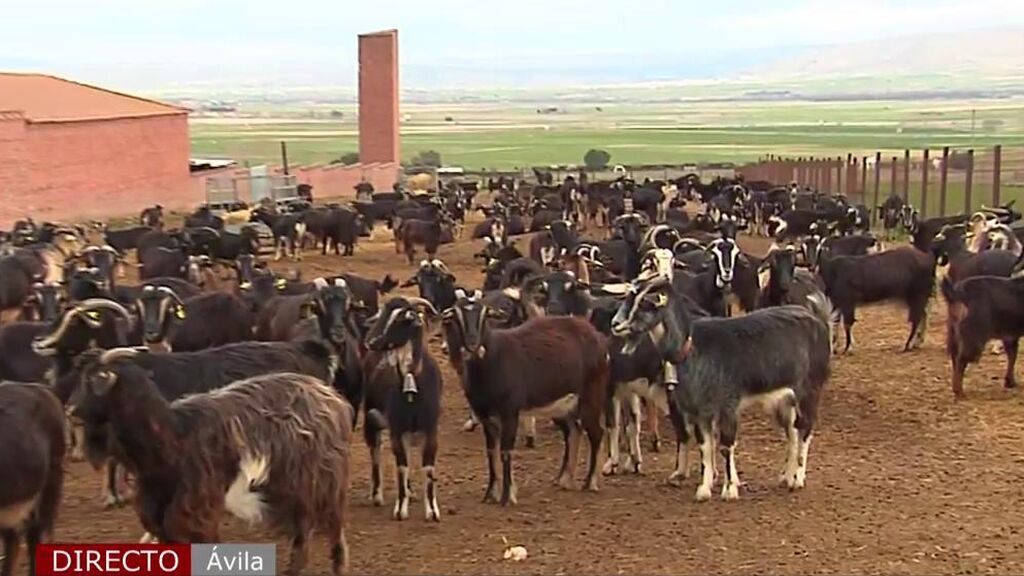 Jonathan tendría que sacrificar sus 550 cabras: Las duras decisiones a las que se enfrentan los ganaderos