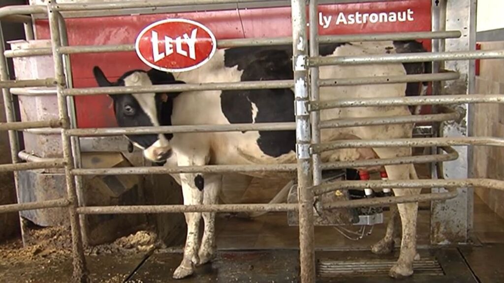 La huelga de los transportistas arruina al sector lácteo que advierten: siete de cada 10 cerrará