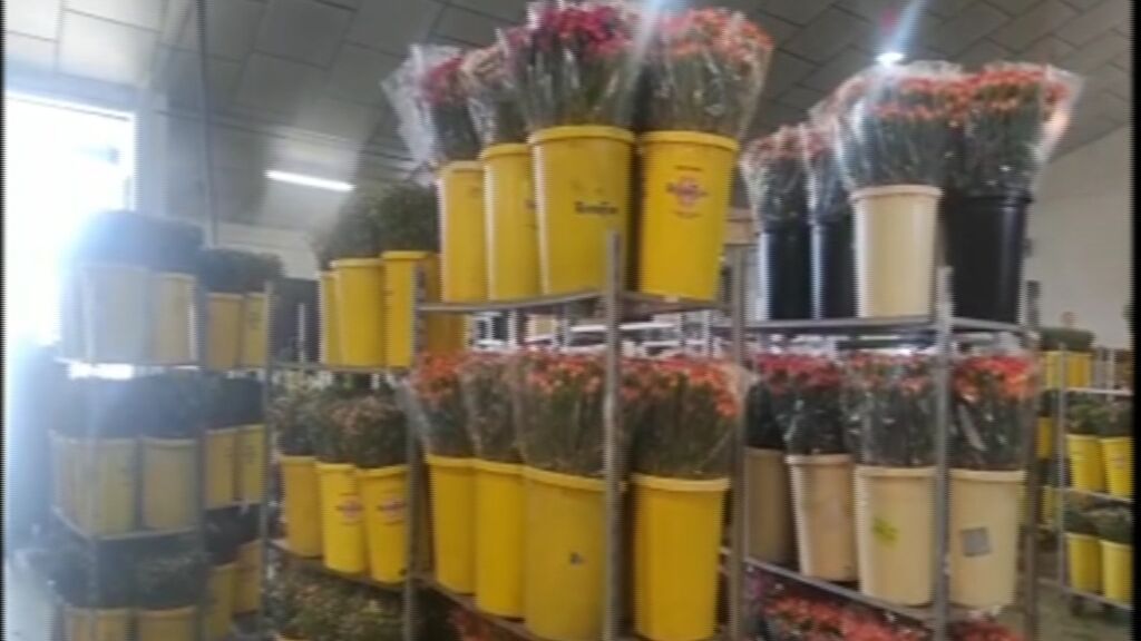 Los productores de flor cortada piden auxilio ante la huelga de transportistas