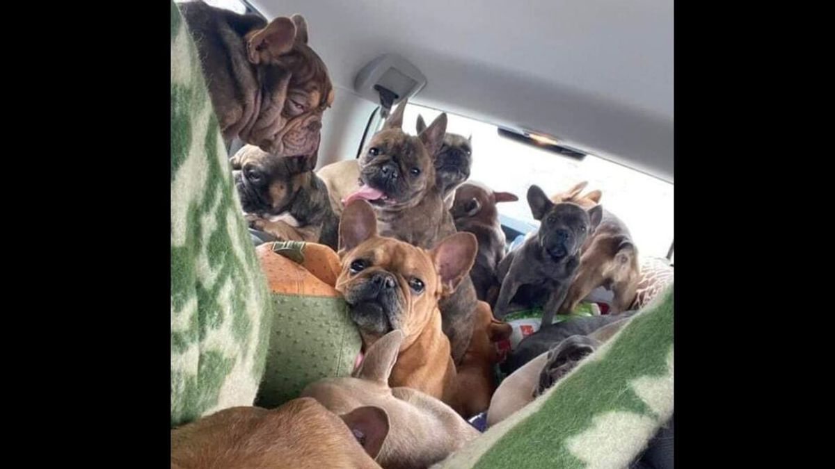 Una ucraniana salva a decenas de bulldogs franceses en su huida de la guerra: una vez a salvo, volvió a por más
