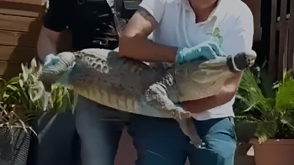 La Guardia Civil procede a la incautación de 439 especies en una finca privada