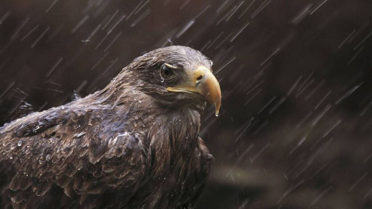 Las aves rapaces de Europa, en declive por envenenarse con la munición de plomo Las aves rapaces de Europa, en declive por envenenarse con la munición de plomo