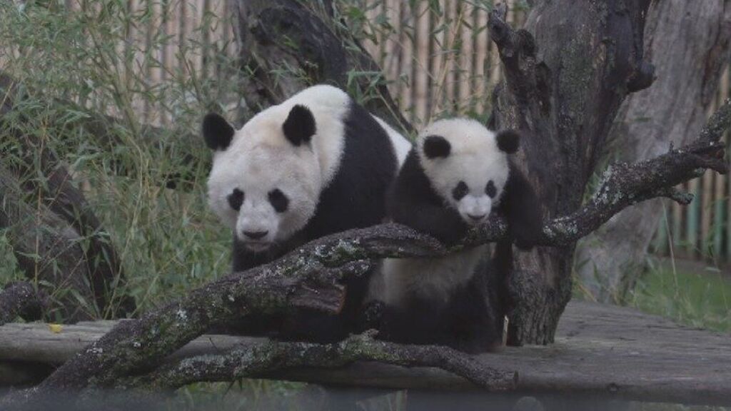 El Zoo presenta sus dos nuevos pandas gemelos en su 50 aniversario
