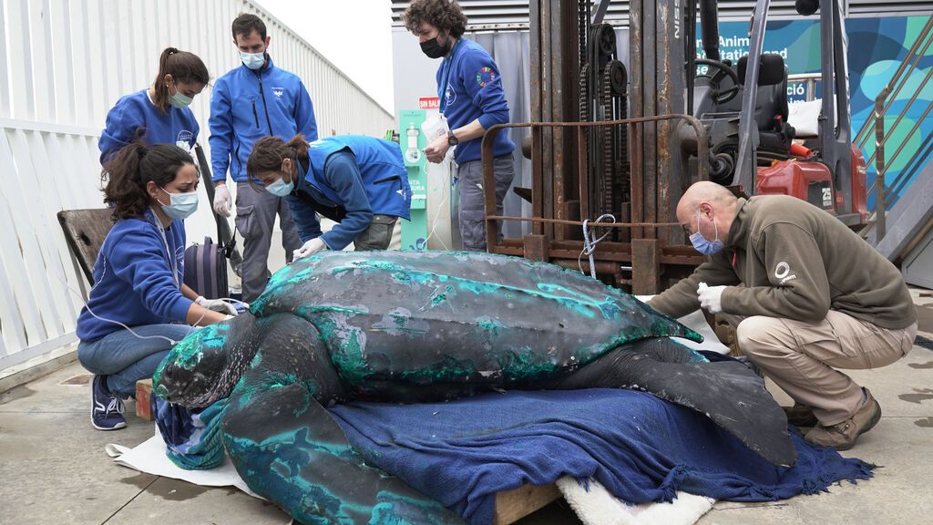 El Oceanográfico de Valencia recupera una tortuga de 230 kilos para devolverla al mar