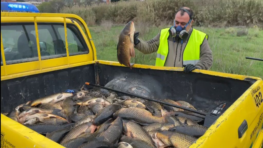 Retiran centenares de peces muertos del río Besòs por un nuevo vertido químico