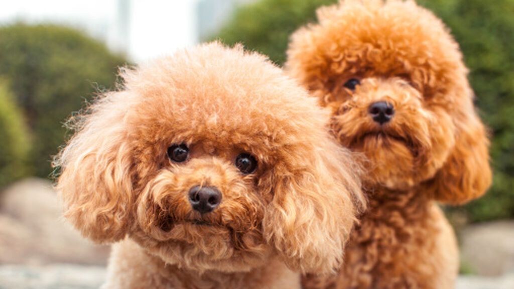 Detenidas 7 personas por estafar 114 víctimas con la falsa venta de caniches