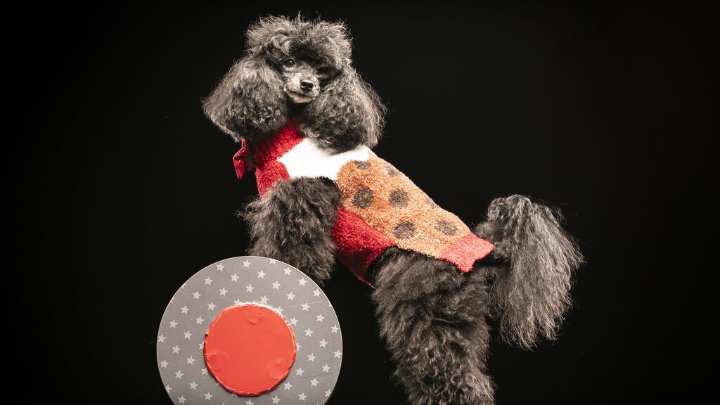EuropaPress_4128753_05_december_2021_united_kingdom_leeds_anton_toy_the_poodle_attends_the
