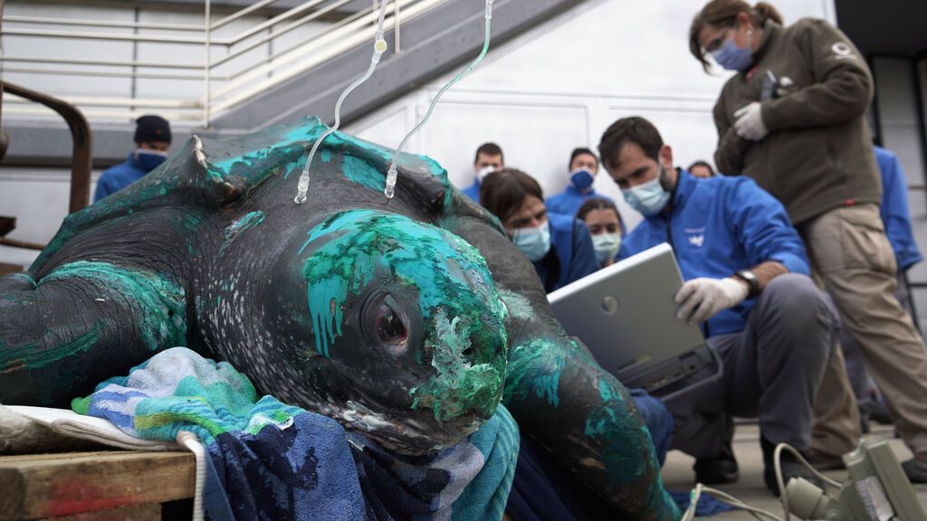 Instante de la realización de una ecografía al animal en las instalaciones del Oceanogràfic