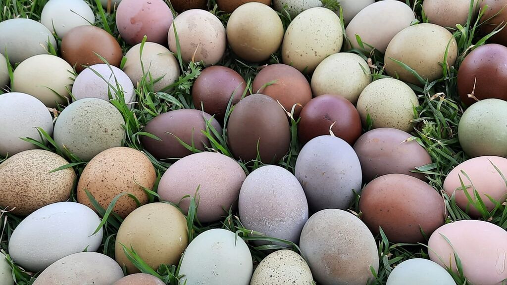 Huevos de colores granja Callús