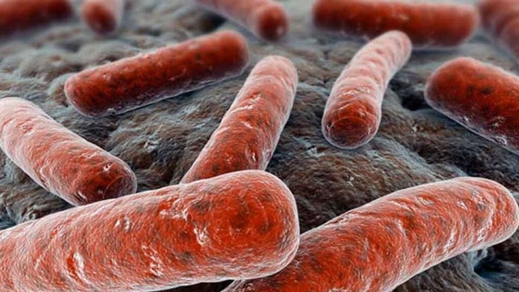 Bacteria tuberculosis