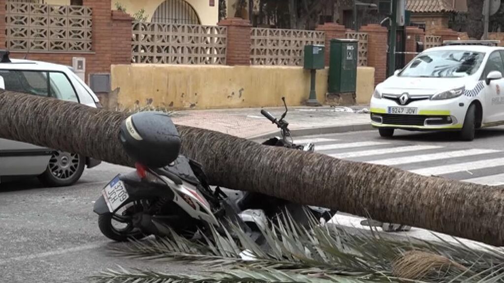 Un motorista muerto y dos heridos, uno de ellos grave, aplastados por una palmera en Almería