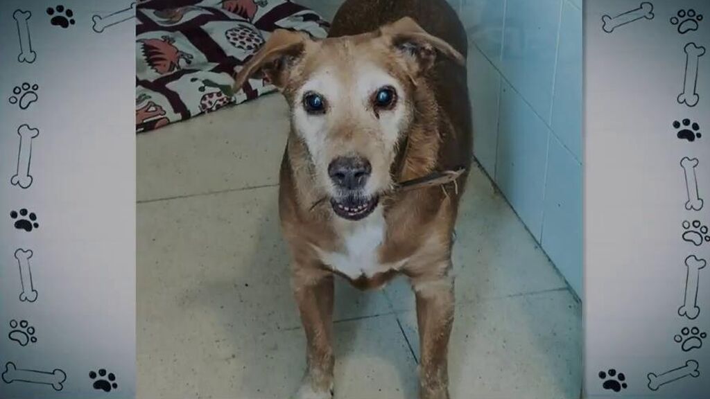 Lucas, un perrito que necesita un nuevo hogar y que quiere "el amor de una familia"