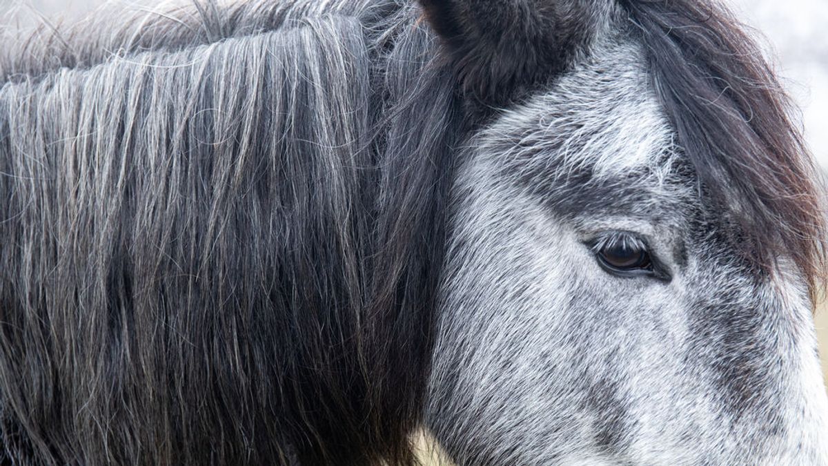 PACMA carga contra los paseos en burro de Chinchón por el efecto físico y mental en los animales PACMA carga contra los paseos en burro de Chinchón por el efecto físico y mental en los animales