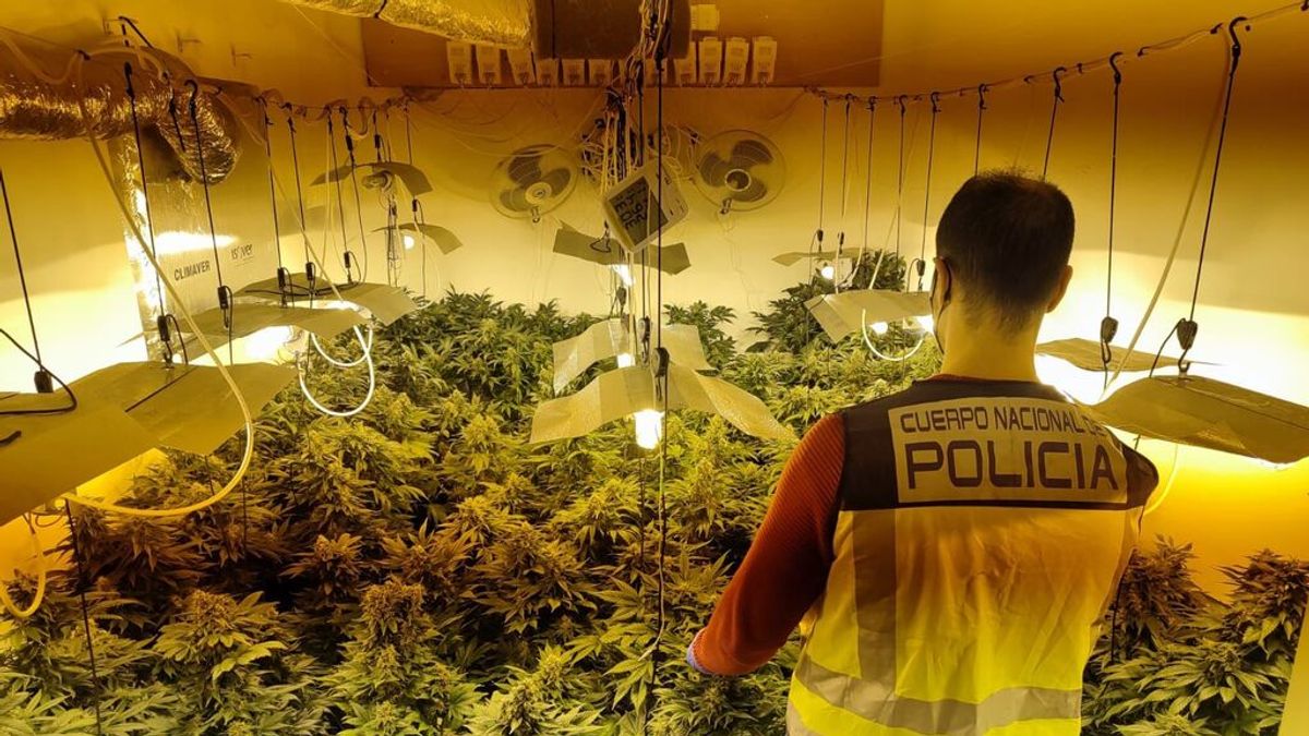 Detenido en Torrent por tráfico de drogas y por someter a palizas al encargado de cuidar la plantación Detenido en Torrent por tráfico de drogas y por someter a palizas al encargado de cuidar la plantación