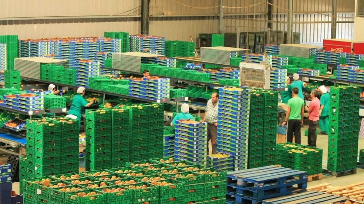 El paro en el transporte deja pérdidas de un millón de euros y más de un centenar de trabajadores sin empleo en la huerta de Conil El paro en el transporte deja pérdidas de un millón de euros y más de un centenar de trabajadores sin empleo en la huerta de Conil