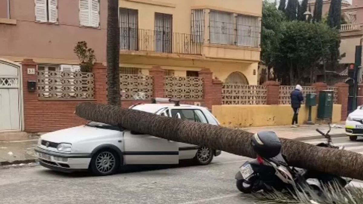 Un muerto, un herido en estado crítico y otro leve al caerles una palmera encima en Almería Un muerto, un herido en estado crítico y otro leve al caerles una palmera encima en Almería