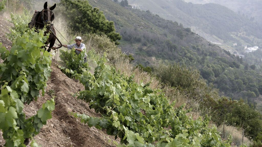 Agustín working in the vineyards of Moncerbal in the village of Corullón II 0775