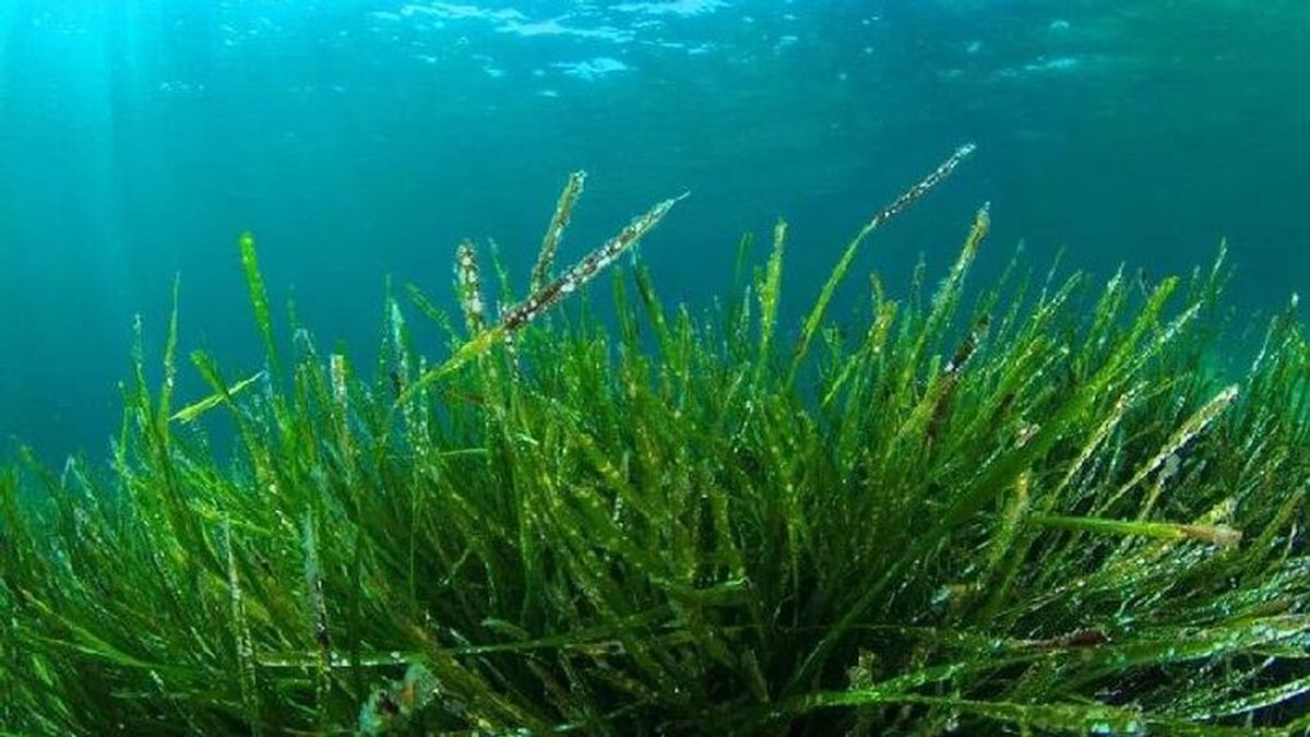 Pasión por las algas