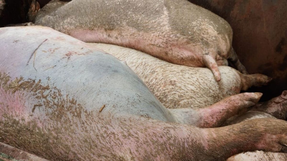 El canibalismo y agresividad de los cerdos por la falta de pienso provoca hasta 7 muertes diarias en Toledo, según Asaja