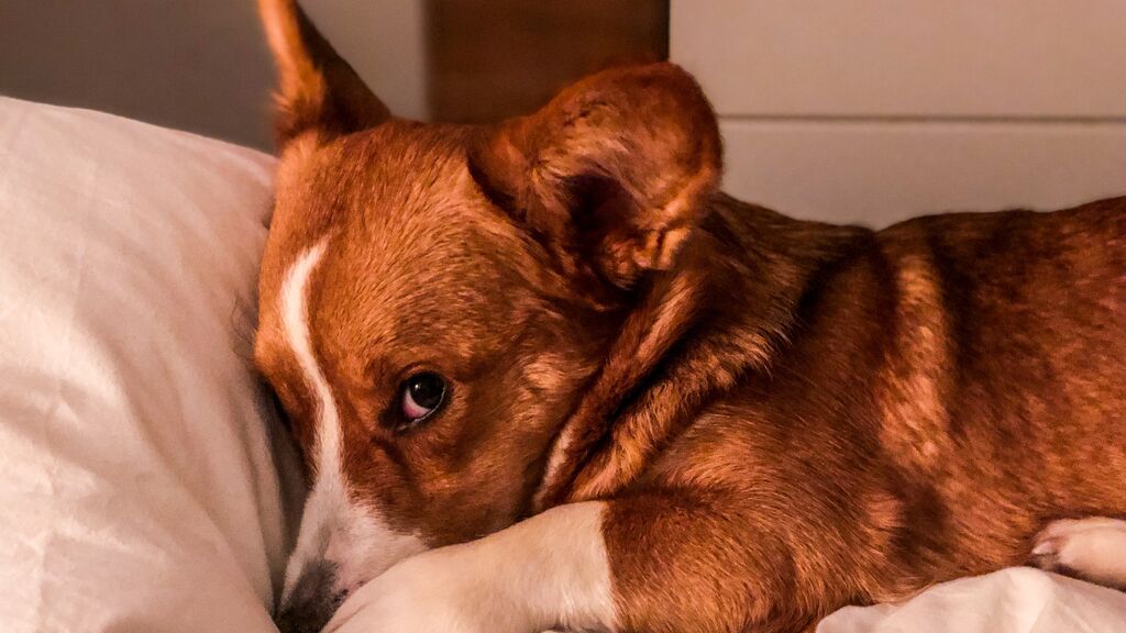 Cómo actuar para calmar a nuestras mascotas ante la ansiedad provocada por los ruidos