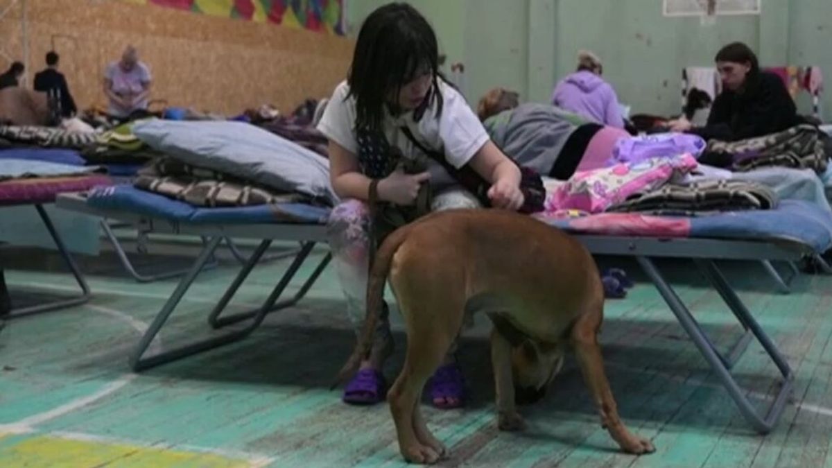 Los veterinarios advierten de la posible llegada de mascotas de Ucrania con rabia y piden la vacunación