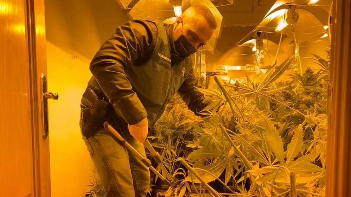 Seis detenidos y 1.370 plantas de marihuana incautadas en viviendas y un local de Peligros Seis detenidos y 1.370 plantas de marihuana incautadas en viviendas y un local de Peligros