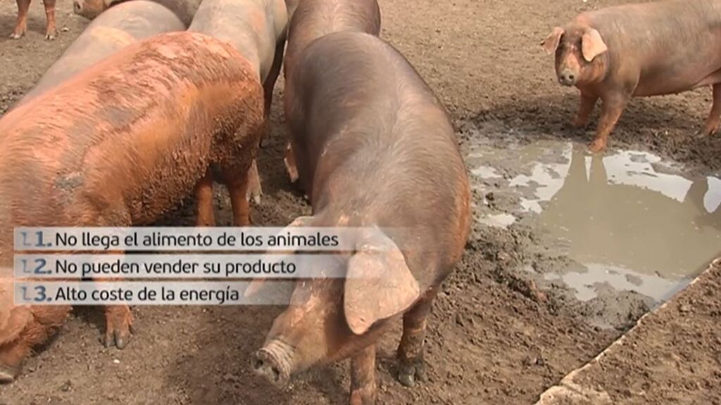 Los ganaderos españoles: ni pueden alimentar a sus animales, ni vender el producto, ni pagar la factura