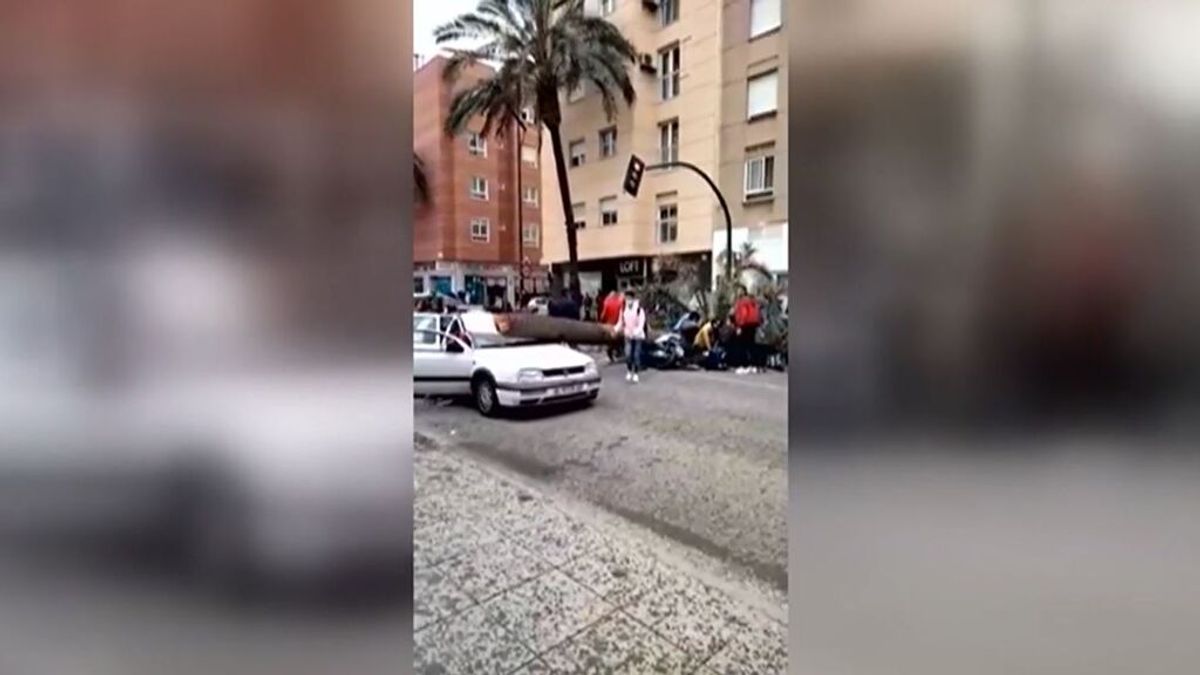 Muere el conductor de 60 años al que le cayó una palmera en Almería
