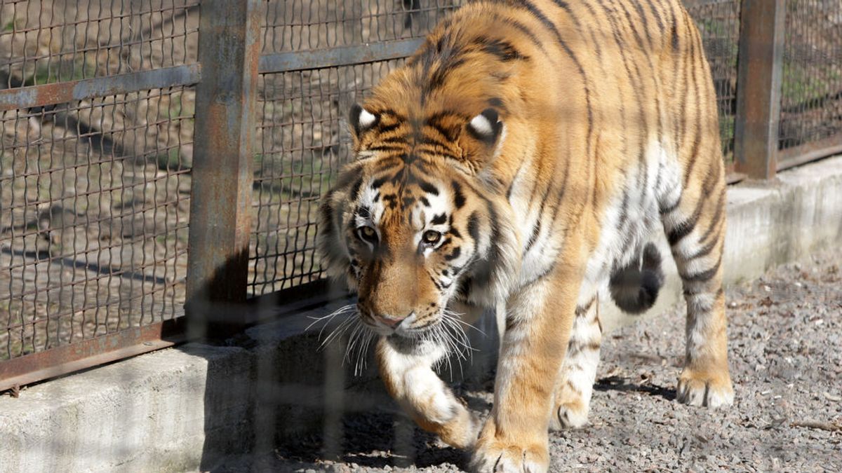 Los 4.000 animales del zoológico de Mykolaiv en Ucrania, atrapados por los bombardeos