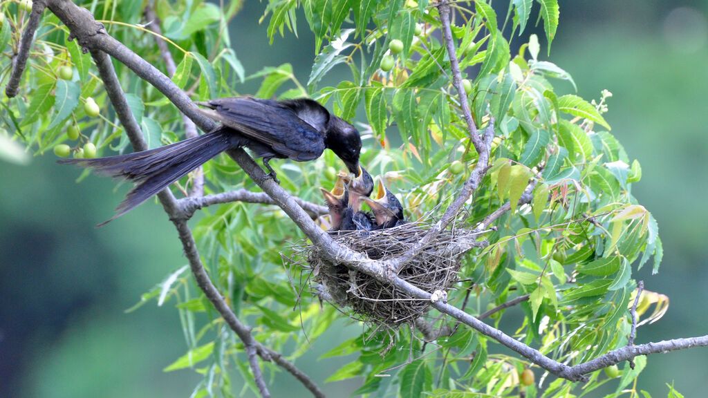 Los pájaros anidan un mes antes que hace 100 años por el cambio climático