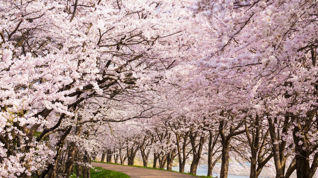 Cerezos en flor en Nagahama, Japón