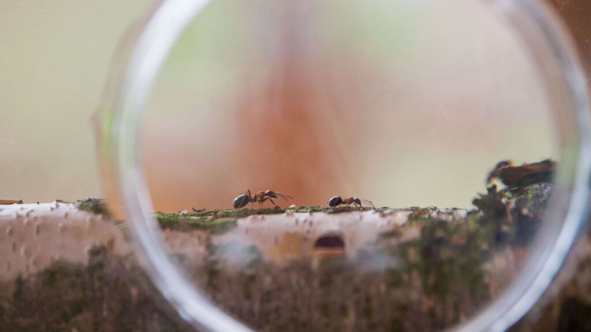 Preocupación por la llegada de la hormiga aguja asiática a Europa: así afecta su picadura venenosa