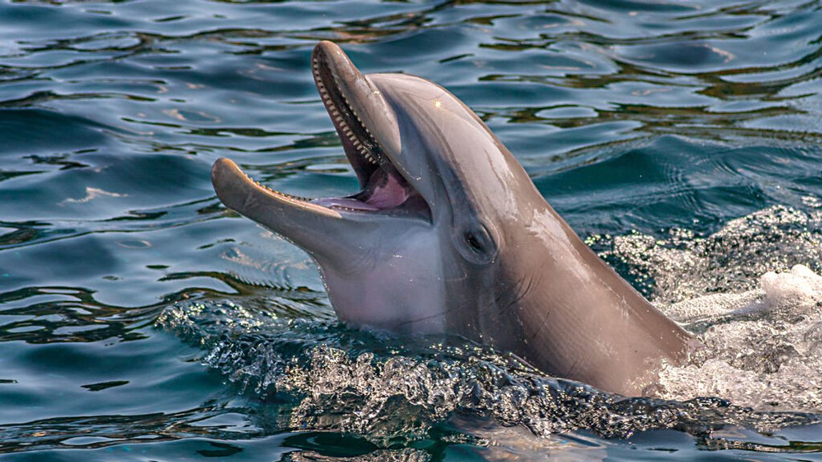Pillan a un delfín 'charlando' con marsopas: es la primera vez que se detecta comunicación entre especies