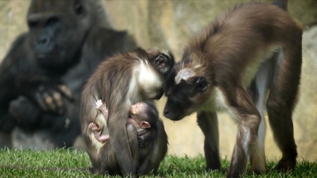 Nace un primate en peligro de extinción ante el público en Bioparc de Valencia
