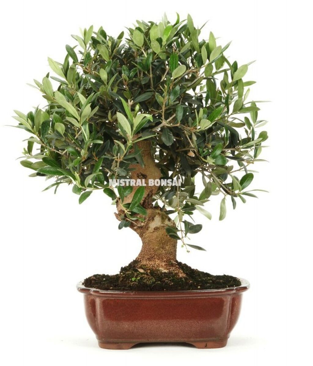 olea-europaea-bonsai-17-anos-olivo