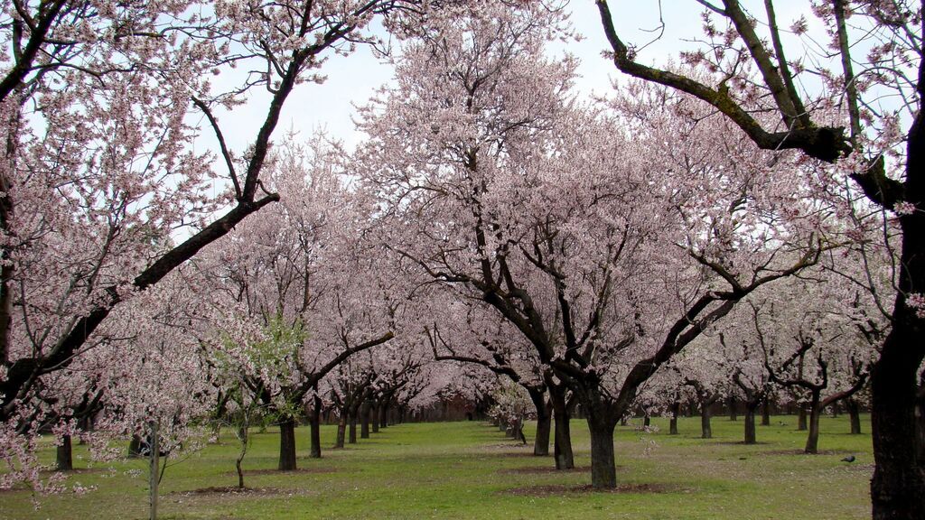 EuropaPress_4253865_imagen_archivo_almendros_flor_quinta_molinos