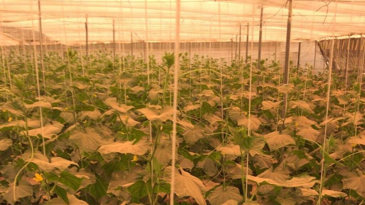 La calima retrasa la cosecha de frutas y hortalizas en Almería por la falta de luz La calima retrasa la cosecha de frutas y hortalizas en Almería por la falta de luz