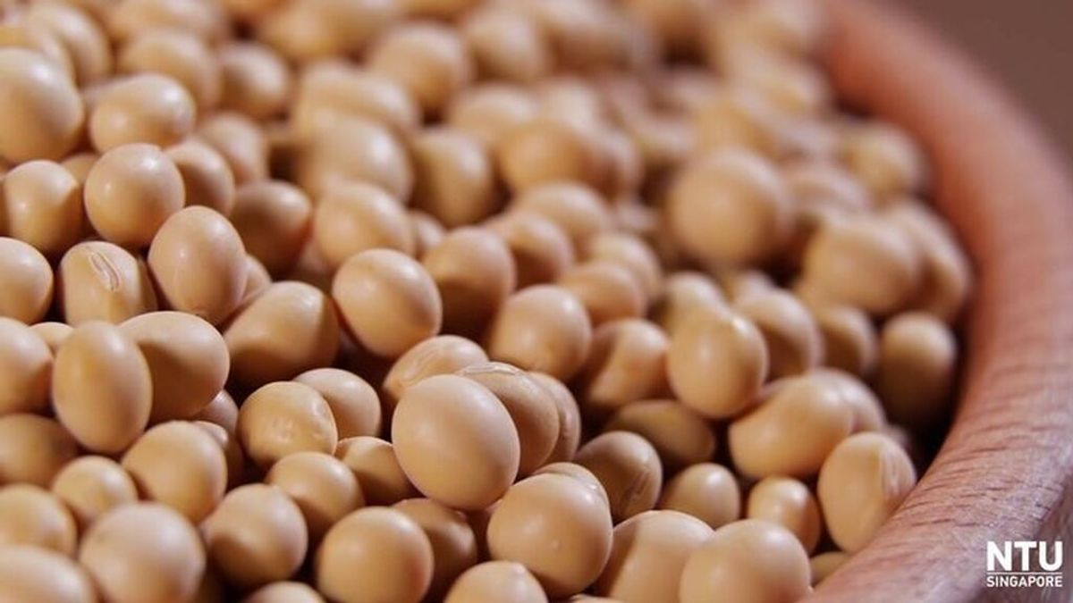 Bruselas autoriza importar soja, colza y algodón transgénicos para asegurar el suministro alimentario