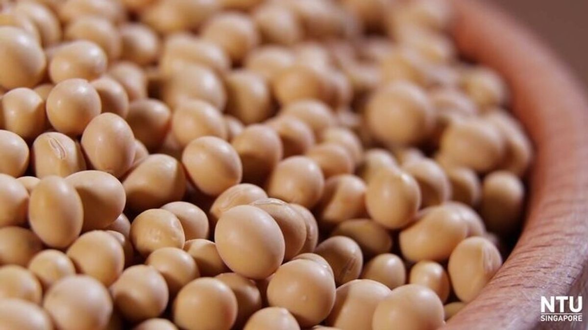 Bruselas autoriza importar soja, colza y algodón transgénicos para asegurar el suministro alimentario Bruselas autoriza importar soja, colza y algodón transgénicos para asegurar el suministro alimentario