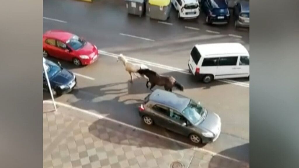 Dos caballos desbocados provocan el caos en el centro de Algeciras