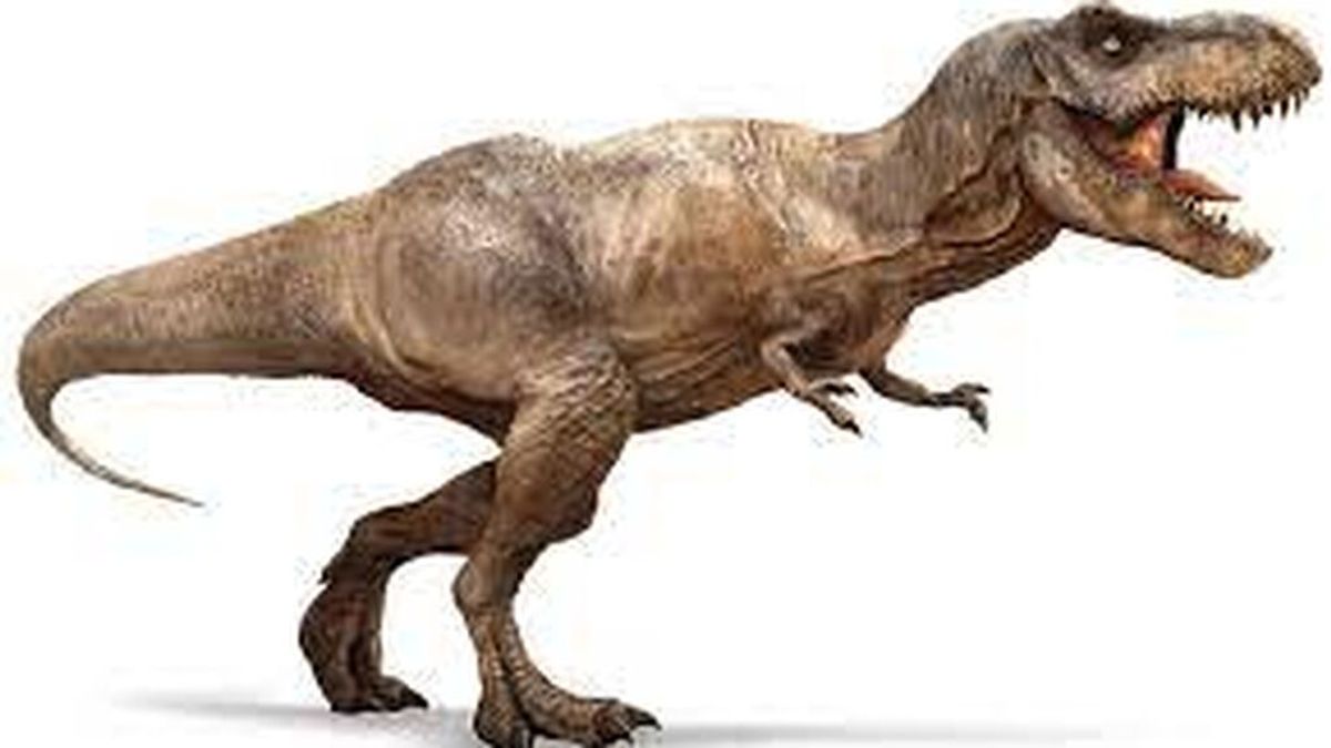 Un paleontólogo revela por qué el Tyrannosaurus rex tenía los brazos tan cortos Un paleontólogo revela por qué el Tyrannosaurus rex tenía los brazos tan cortos
