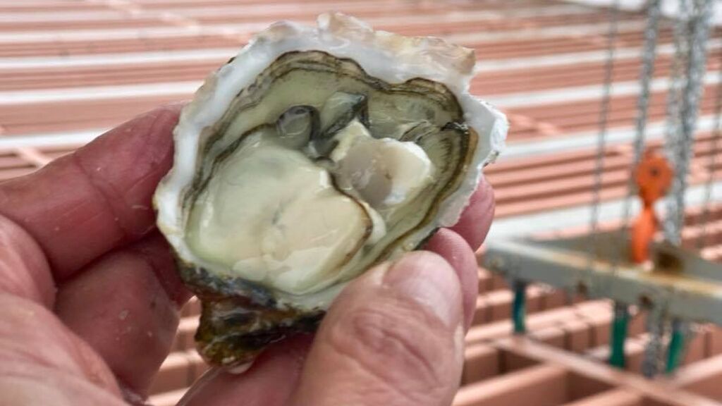 Perlas de Valencia, las ostras que conquistan a los chefs con estrellas Michelín