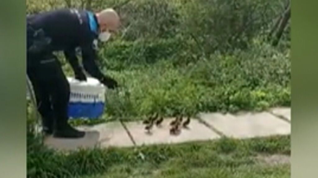 Rescatan a ocho patitos que corrían el riesgo de morir atropellados en una calle de Vigo