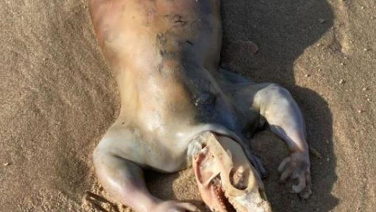 El cadáver de una criatura "alienígena" que apareció en una playa de Australia inquieta al mundo