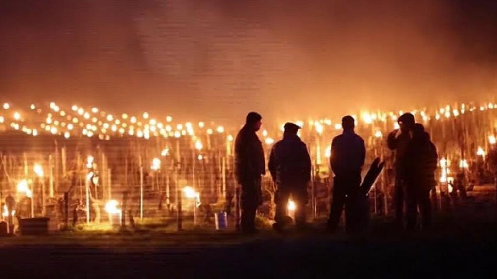 Lamparas de aceite para calentar las vides,